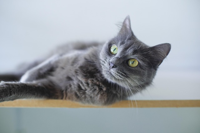 Why Do Cats Stare at Nothing? The Truth Behind Feline Sixth Sense