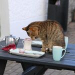 Curious cat sitting on a table, paw extended toward a cup or small object falling off the edge, with a surprised expression and home interior in the background.