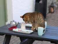 Curious cat sitting on a table, paw extended toward a cup or small object falling off the edge, with a surprised expression and home interior in the background.