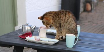 Curious cat sitting on a table, paw extended toward a cup or small object falling off the edge, with a surprised expression and home interior in the background.