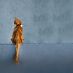 A cat with its tail upright and gently curved at the tip, sitting confidently on a sunny windowsill.