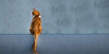 A cat with its tail upright and gently curved at the tip, sitting confidently on a sunny windowsill.