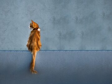 A cat with its tail upright and gently curved at the tip, sitting confidently on a sunny windowsill.