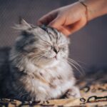 A cozy scene featuring a content cat curled up beside its owner on a warm couch. The owner's hand gently rests on the cat’s back, with soft sunlight streaming through a nearby window, symbolizing peace, love, and connection between human and feline.