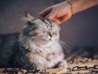 A cozy scene featuring a content cat curled up beside its owner on a warm couch. The owner's hand gently rests on the cat’s back, with soft sunlight streaming through a nearby window, symbolizing peace, love, and connection between human and feline.
