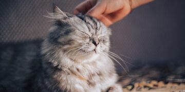 A cozy scene featuring a content cat curled up beside its owner on a warm couch. The owner's hand gently rests on the cat’s back, with soft sunlight streaming through a nearby window, symbolizing peace, love, and connection between human and feline.
