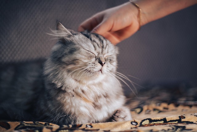 🐾 100 Ways My Cat Made Me a Better Person