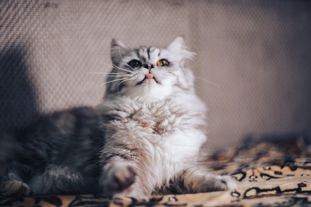 A cozy scene featuring a content cat curled up beside its owner on a warm couch. The owner's hand gently rests on the cat’s back, with soft sunlight streaming through a nearby window, symbolizing peace, love, and connection between human and feline.