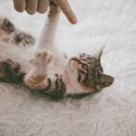A curious cat looking up with perked ears as its owner calls its name, surrounded by cozy home decor, symbolizing attention and recognition.