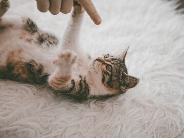 A curious cat looking up with perked ears as its owner calls its name, surrounded by cozy home decor, symbolizing attention and recognition.