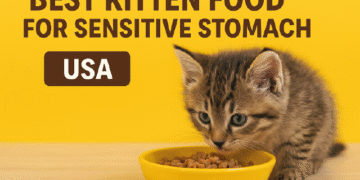 Discover the best kitten food for sensitive stomachs in the USA. Vet-approved tips, top brands, and feeding advice for healthy, happy kittens.