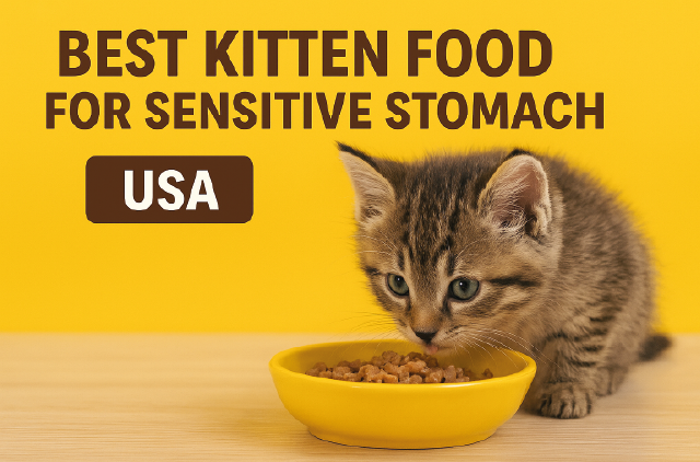 Best Kitten Food for Sensitive Stomach (USA Guide)🐾 Best Kitten Food for Sensitive Stomach (USA Guide)🐾